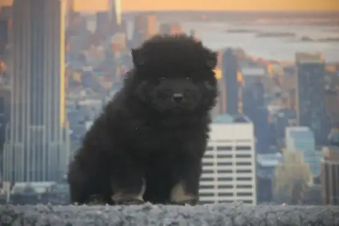 Eurasier  Miss Noire Et Feu Du Royaume D'Ebène