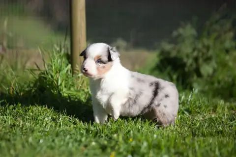Berger Américain Miniature