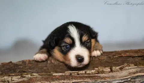 Berger Américain Miniature  Chiot N°1 Des Quatre Vent 4edd6