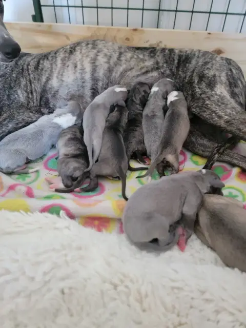 Whippet  Chiot 2 Du Puits D'Eloquengo