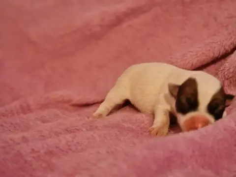 Jack Russell Terrier
