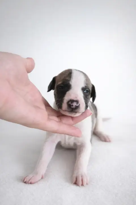 Whippet  Be My Angel Des Rives De Riss