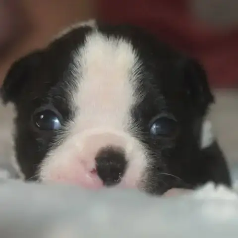 6 Chiots Boston Terrier Lof