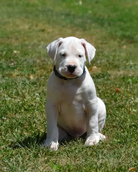 Dogo Argentino  Collier Bleu Del Angel De Los Volcano 61891