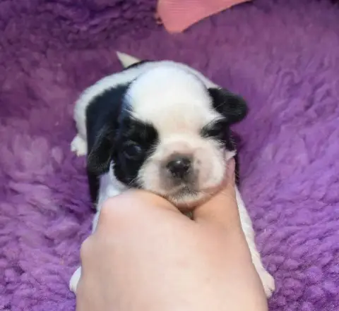 Shih Tzu  Chiot 5 B.............. De La Maison Du Rye 966ea