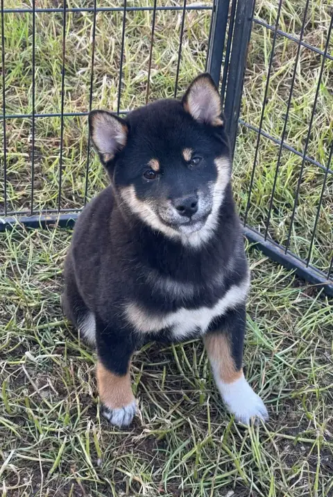 Shiba  Bumpy Du Mas D'Elronde