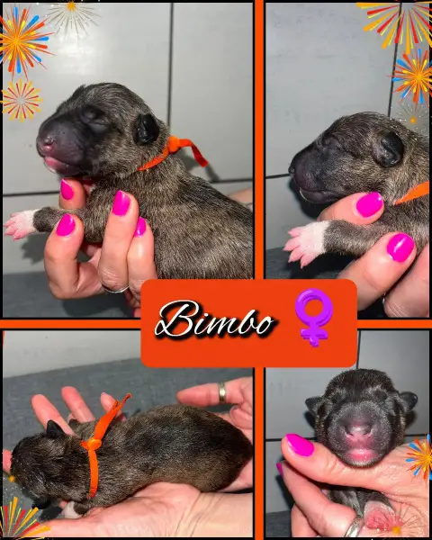 Adopter Bull Terrier Miniature 
                        Bimbo e0c2d