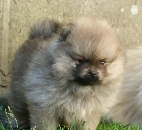 Spitz Allemand  Betty Des Petits Ecureuils