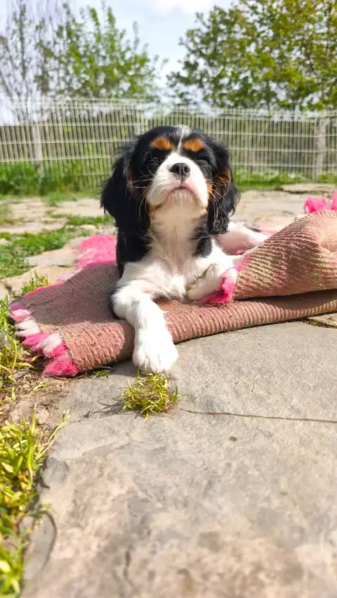Cavalier King Charles Spaniel  Briska Des Pattes D'Ar 7a4ad