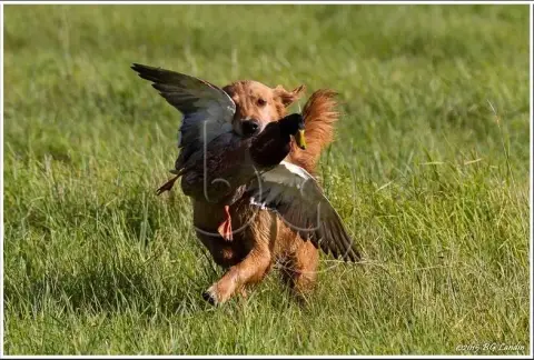 Golden Retriever  Chiot N°1 Des Étoiles De Woodcock 03ce3 photo 2
