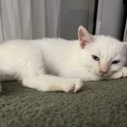 Chat Bilou À L Adoption