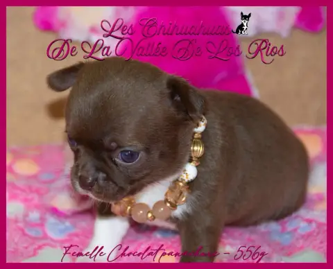 Chihuahua photo 3