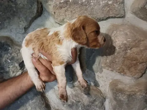Epagneul Breton  Chiot N°7 Des Terres Aniciennes