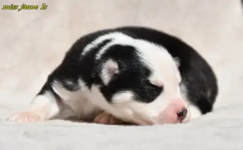 Laika De Iakoutie  Chiot 1 Des Legendes De Retz photo 2