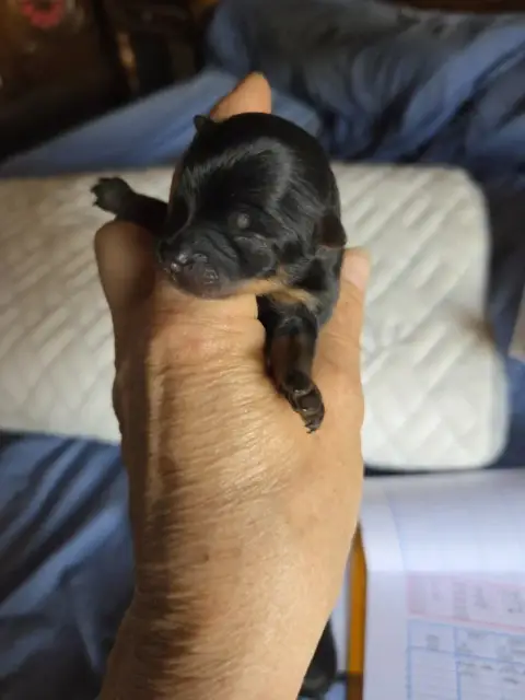 Spitz Allemand 
                        Chiot N°2 Des bfce5