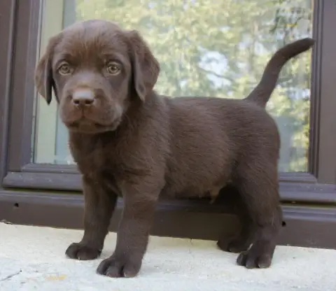Labrador Retriever  Mc2 Des Assards De Pierregourde b228b photo 3