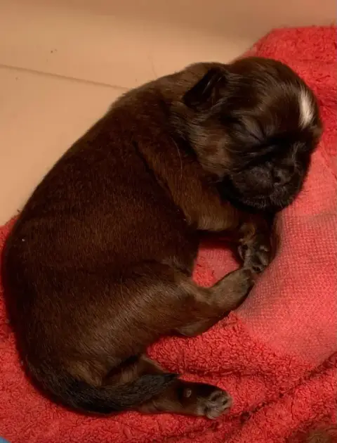 Shih Tzu  Bb2 D'Imperial Khan- photo 2