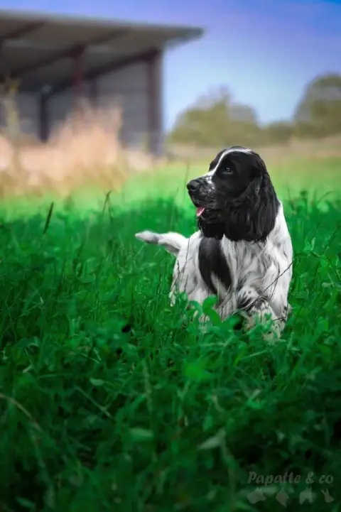 Cocker Spaniel Anglais photo 3