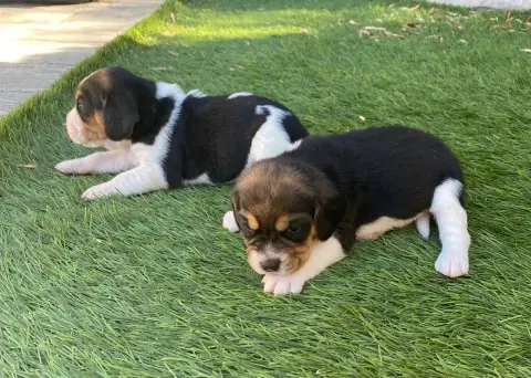 Beagle  Bahia De Marcoutel photo 2