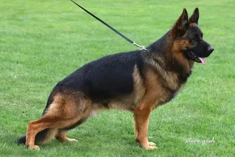 Berger Allemand  Chiot N°6 Vom Haus Novak photo 3