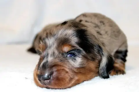 Teckel Poil Long  Chiot N°1 Of Moonlight Blue photo 2