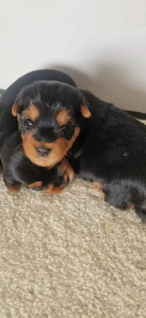Yorkshire Terrier  Biscuit Des Terres De Maroussia