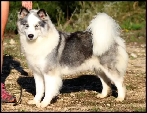 Laika De Iakoutie  Chiot N°3 L'Eden Des Shokou photo 3
