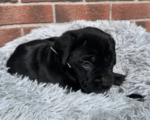 Cane Corso
