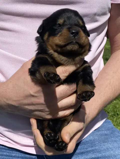 Rottweiler  Collier Beige De La Tour Gelee