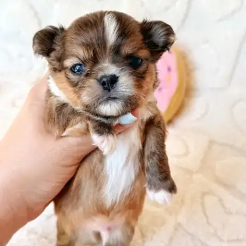 Chiot Chihuahua Lof Poil Long