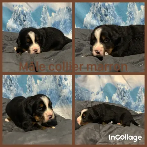 Bouvier Bernois  Chiot 7 De L'Horizon Des Costes photo 3
