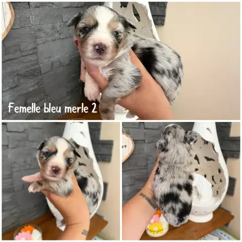 Berger Américain Miniature  Bleu Merle 2 Des Terres D e9896