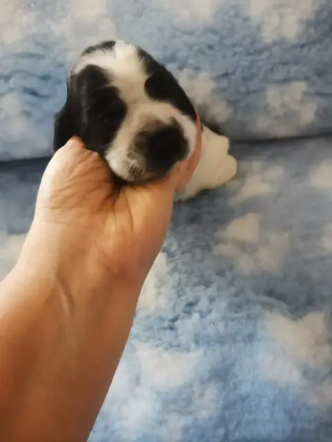 Cocker Spaniel Anglais  Chiot N°2 Du Pays Des Longues 7c385