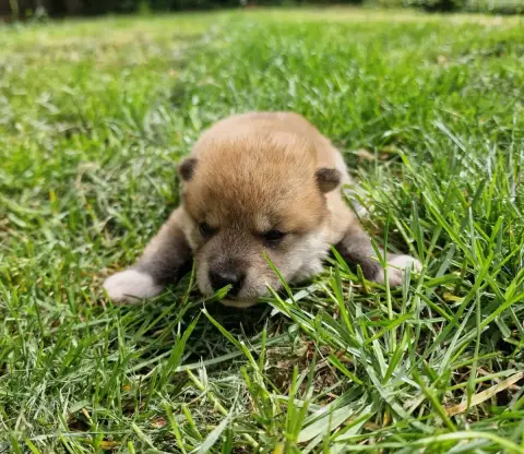 Shiba