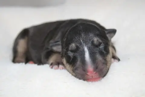 Bull Terrier Miniature  Chiot N°7 De L'Eternel De Gay 1368c photo 2