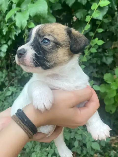 Jack Russell Terrier  Botox De La Clé Aux Loups