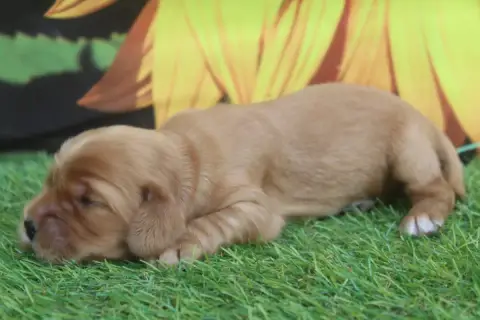 Cocker Spaniel Anglais