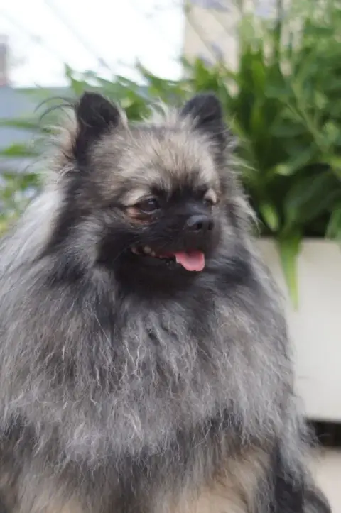 Spitz Allemand  Bang Chan Des Ames Du Ouija photo 3