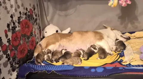 Welsh Corgi Pembroke 
                        Chiot N be610