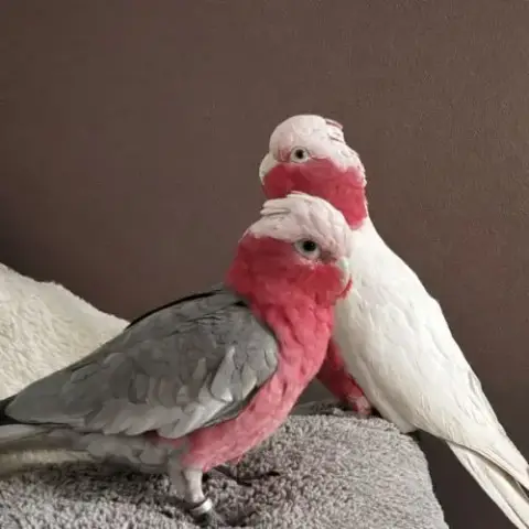 Jeune Couple De Cacatoès Rosalbin Eam