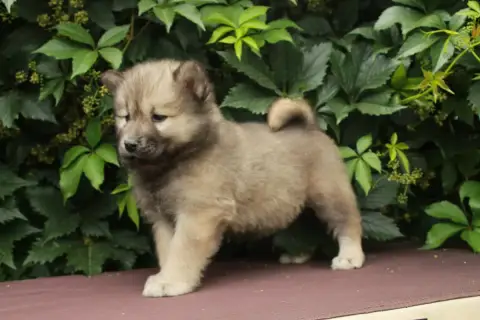 Eurasier  Biscuit Des Montagnes Argentées