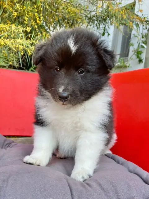 Shetland Sheepdog  Black Bakara Of Surf Paradise