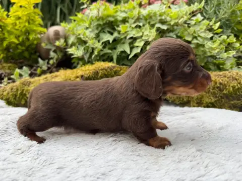 Teckel Poil Long  Chiot N°2 De La Cour Des Iles