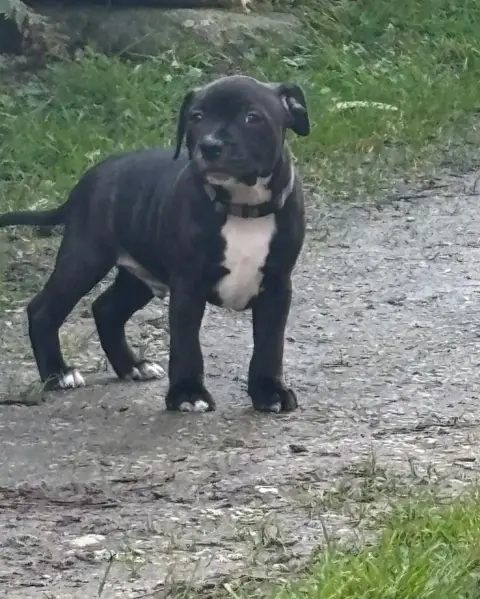 Staffordshire Bull Terrier  Baldwin Des Empereurs De  0e0c8