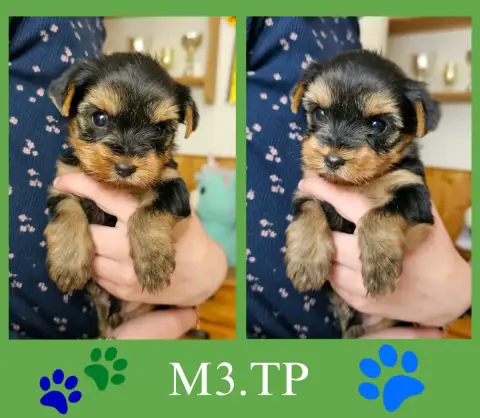 Yorkshire Terrier  Chiot 4 Des Pattes Impériales photo 2