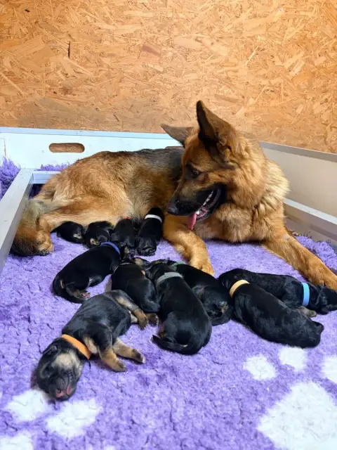 Berger Allemand  Chiot 6 Du Vent De Traverse