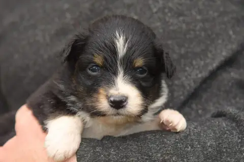 Berger Australien  Bentley Red Aussie'Rise