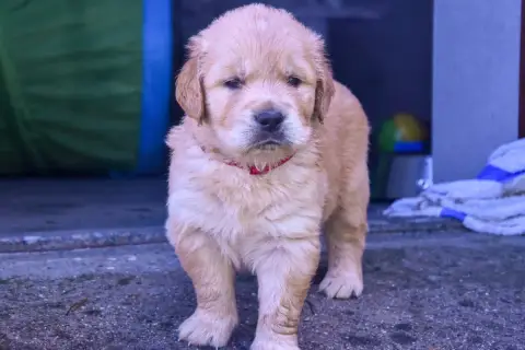 Golden Retriever  Rubis Du Trievoz-
