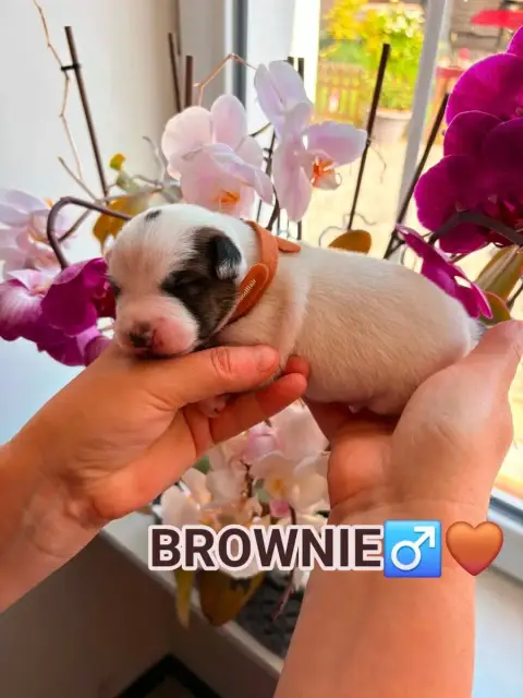Jack Russell Terrier  Brownie Du Domaine Des Deux Éto c1ae7