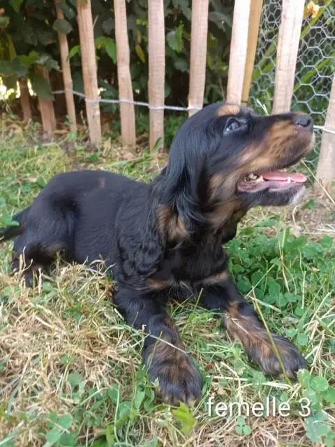 Cocker Spaniel Anglais  Chiot N°8 Des Pres Flamands 06020 photo 2